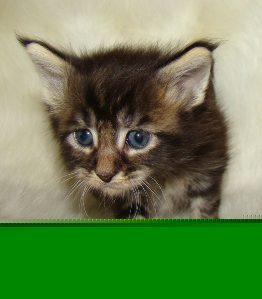     Catsvill County!   !    !       !!!    Catsvill County +7-926-544-74-09     .   ,   ,   ,    ,   ,  ,     ,   -,    ,   !
